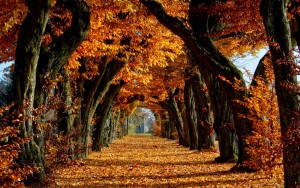autumn-5